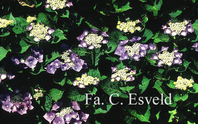 Hydrangea macrophylla 'Taube'