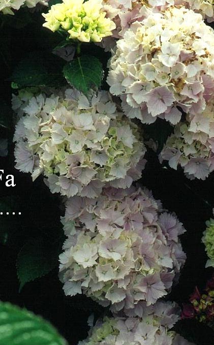 Hydrangea macrophylla 'Albrechtsburg'