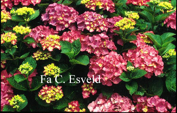 Hydrangea macrophylla 'Essen'