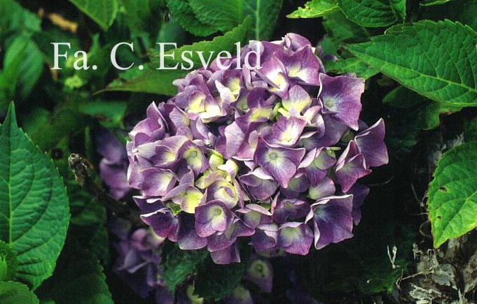 Hydrangea macrophylla 'Yola'