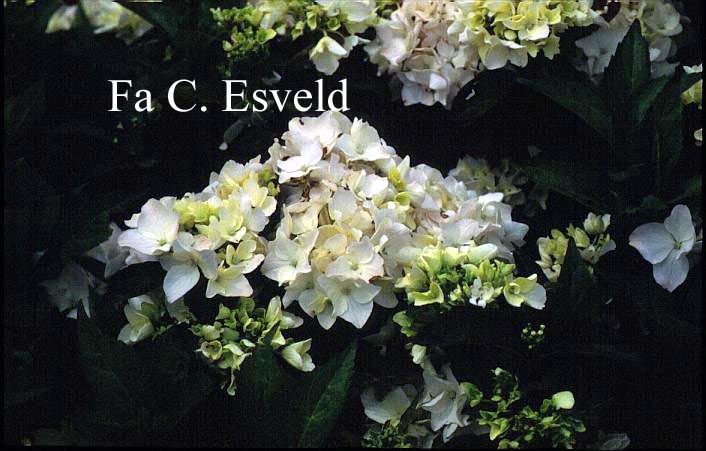 Hydrangea macrophylla 'Schwester Alba'