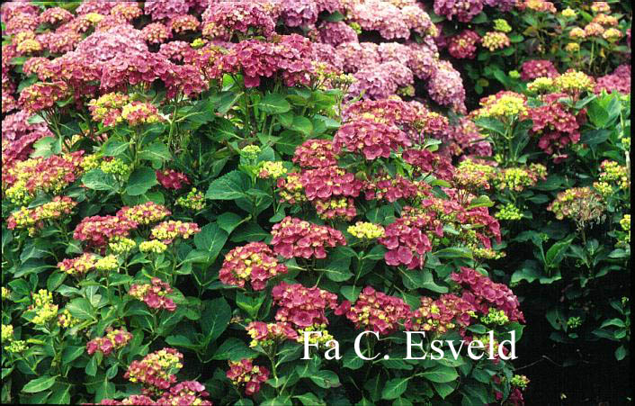 Hydrangea macrophylla 'Eugen Hahn'
