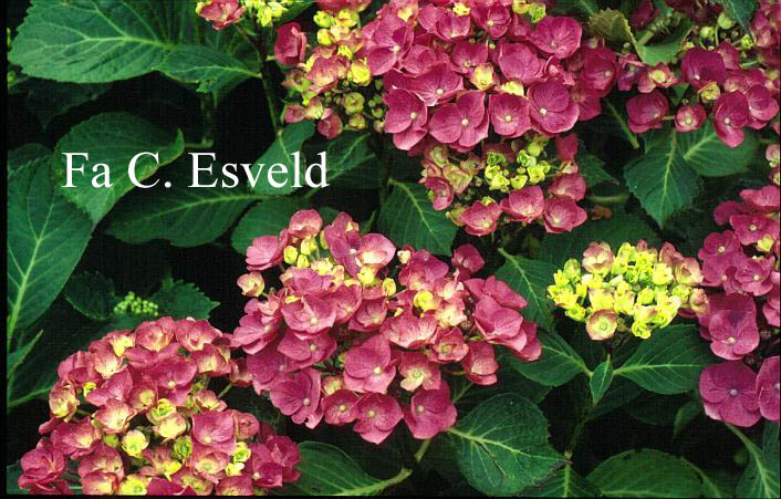 Hydrangea macrophylla 'Eugen Hahn'