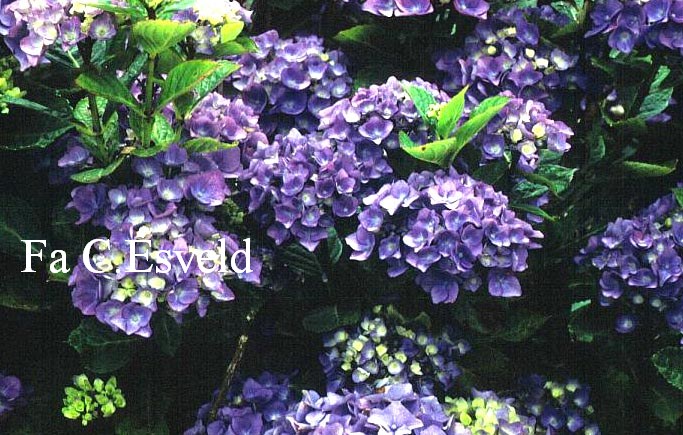 Hydrangea macrophylla 'Blue Danube'