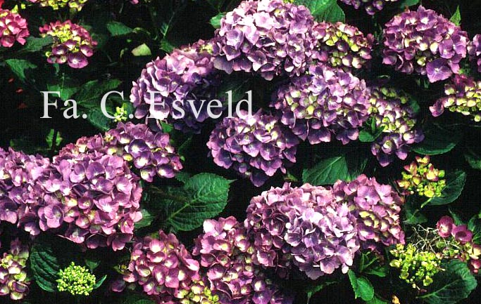 Hydrangea macrophylla 'Mathilde Guetges'