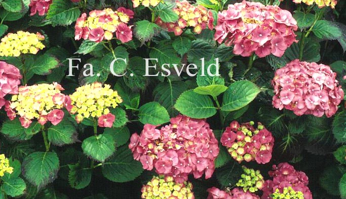 Hydrangea macrophylla 'Heinrich Seidel'