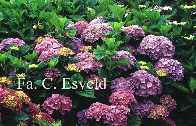 Hydrangea macrophylla 'Rigi'