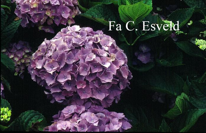 Hydrangea macrophylla 'Rigi'