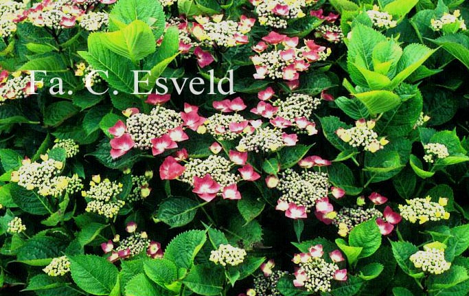 Hydrangea macrophylla 'Kardinal'