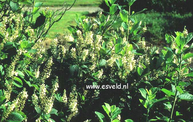 Clethra tomentosa