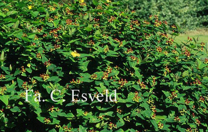 Hypericum inodorum