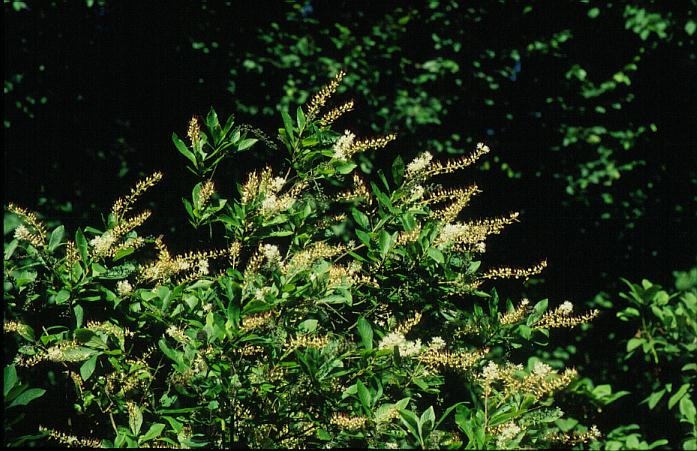Clethra alnifolia 'Paniculata'