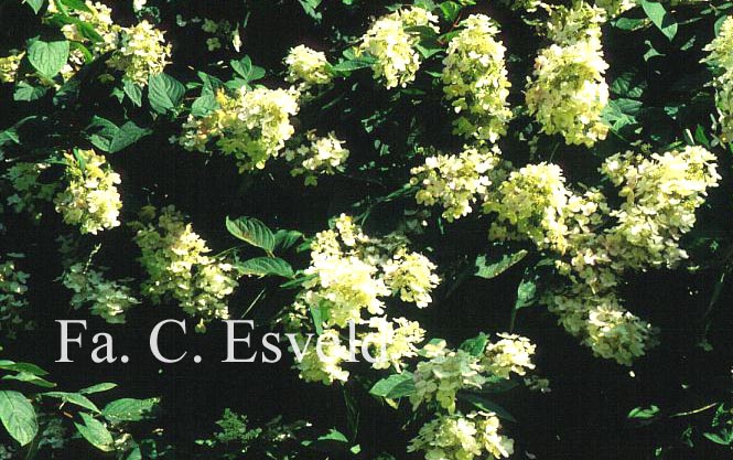 Hydrangea paniculata