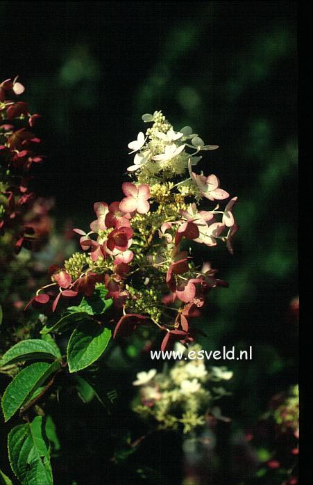 Hydrangea paniculata 'Ruby' (ANGELS BLUSH)