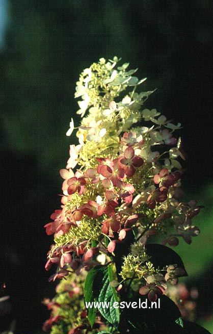 Hydrangea paniculata 'Ruby' (ANGELS BLUSH)