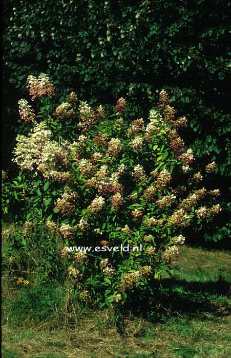 Hydrangea paniculata 'Ruby' (ANGELS BLUSH)