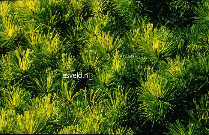 Pinus contorta 'Frisian Gold'