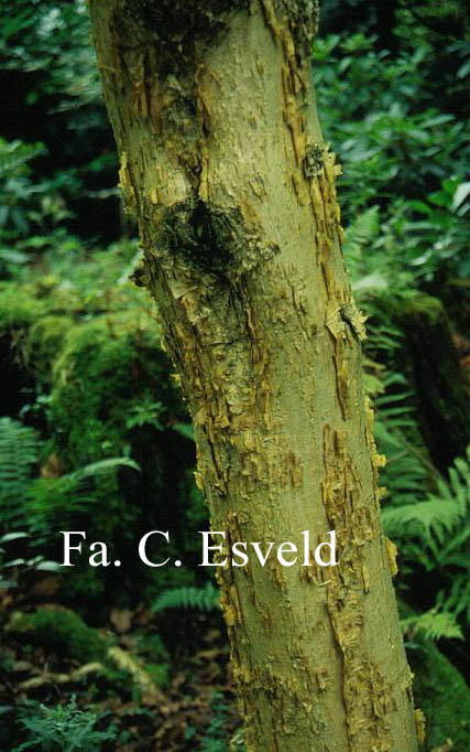 Acer caudatum