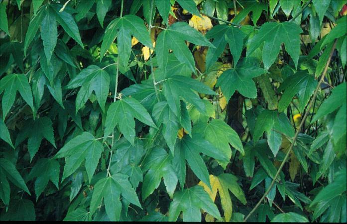 Rubus henryi