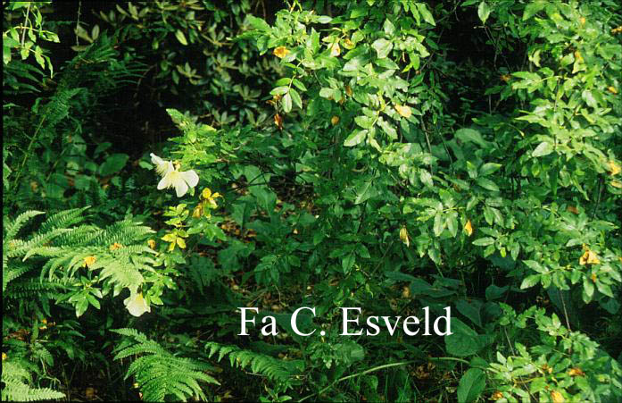 Eucryphia glutinosa