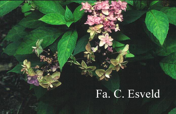 Hydrangea serrata 'Miyama yae murasaki'