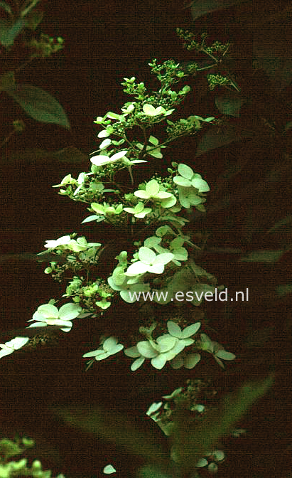 Hydrangea paniculata 'White Lady'