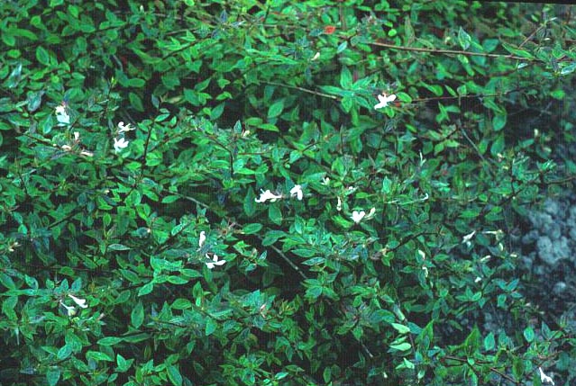 Abelia grandiflora 'Prostrata'