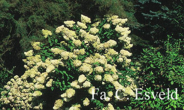 Hydrangea paniculata 'Grandiflora'