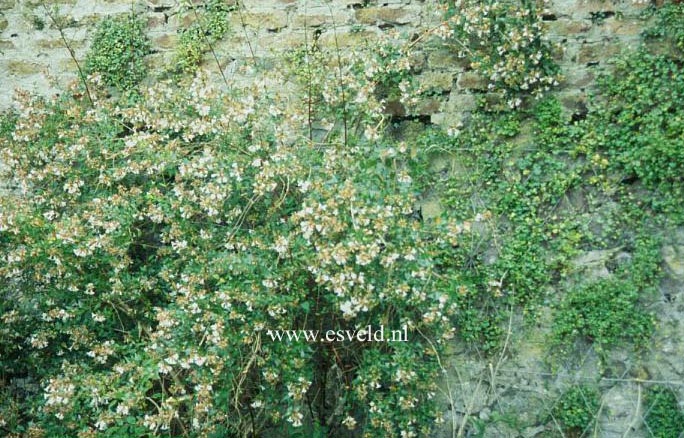 Clematis potaninii