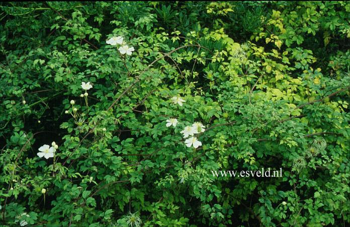 Clematis potaninii