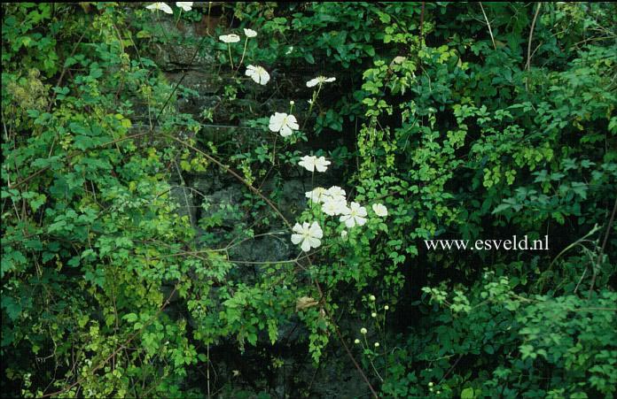 Clematis potaninii