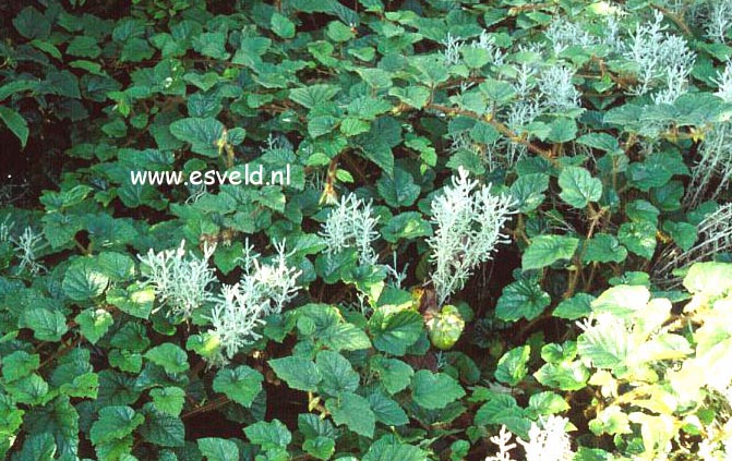 Rubus tricolor