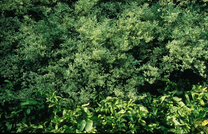 Ligustrum ovalifolium 'Argenteum'