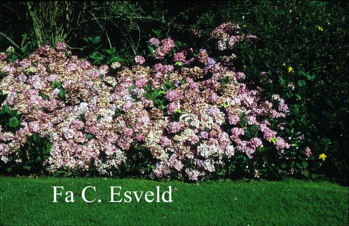 Hydrangea macrophylla 'Joseph Banks'