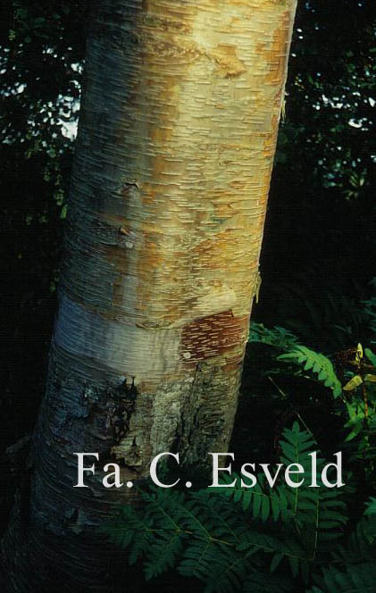 Betula albosinensis