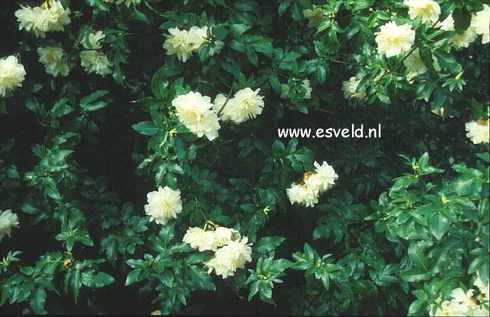 Eucryphia glutinosa