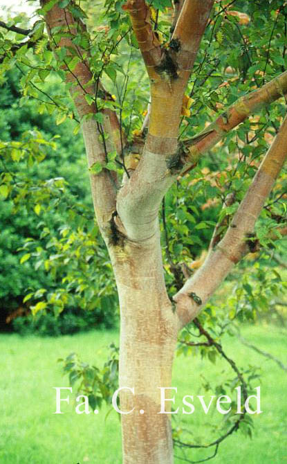 Betula albosinensis