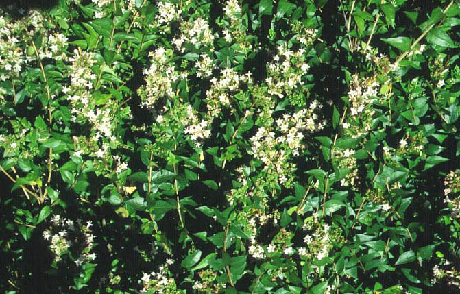 Abelia chinensis