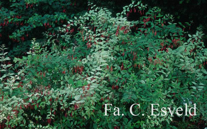 Fuchsia magellanica 'Versicolor'