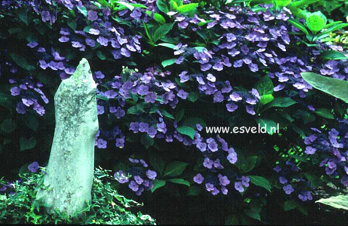 Hydrangea macrophylla 'Aduarda'