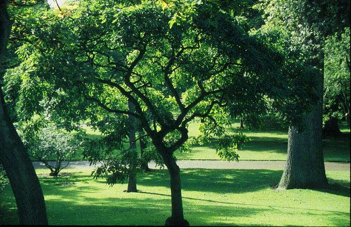 Fraxinus longicuspis