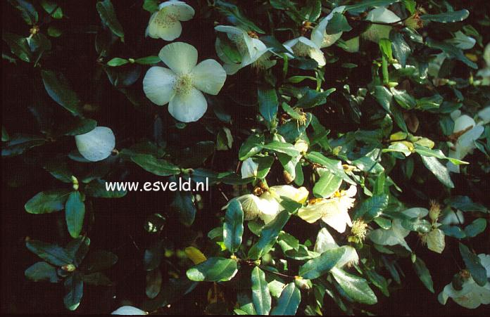 Eucryphia lucida