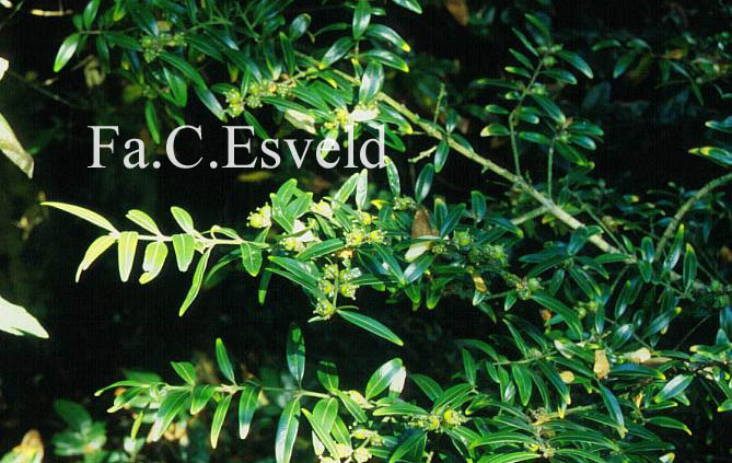 Buxus wallichiana
