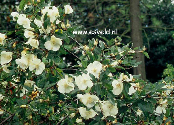 Eucryphia intermedia 'Rostrevor'