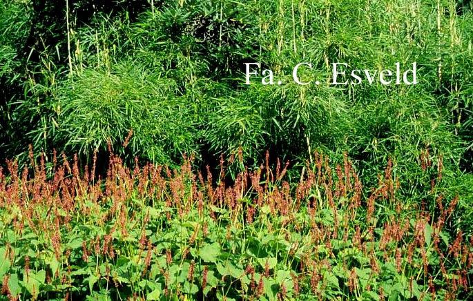 Persicaria amplexicaulis 'Speciosa' (FIRETAIL)