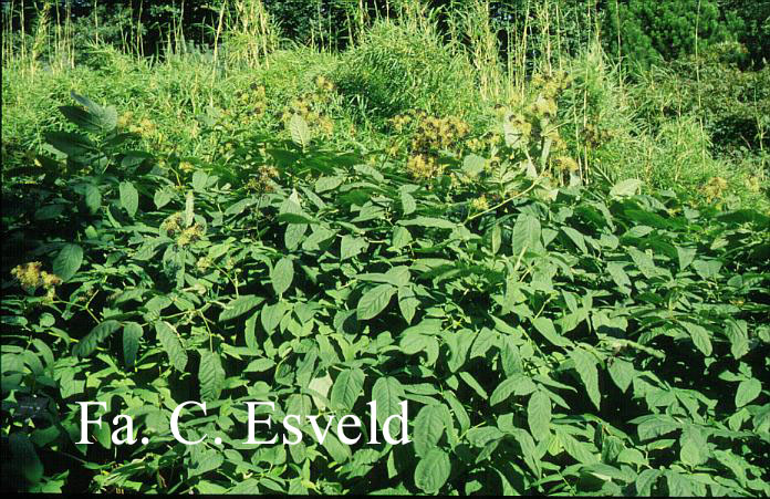 Aralia cachemirica