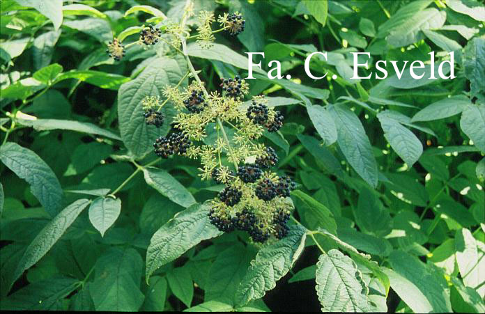 Aralia cachemirica