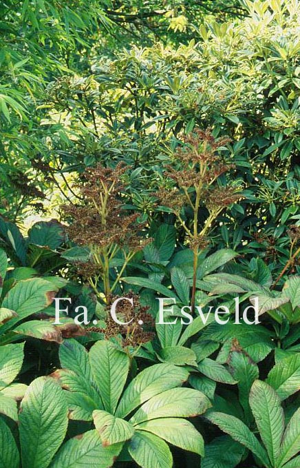 Rodgersia pinnata