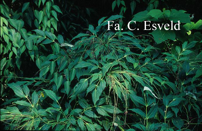 Mahonia gracilipes