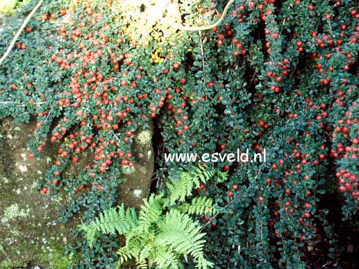 Cotoneaster cochleatus